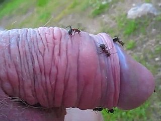 tizio Eccentric sporge la piccola cazzo in un formicaio e gode